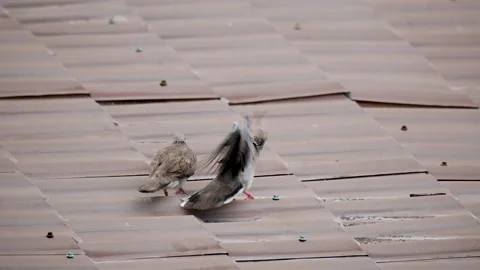 Spotted Dove Resting on a Tiled Rooftop in Natural Surroundings Stock-Footage 303634917