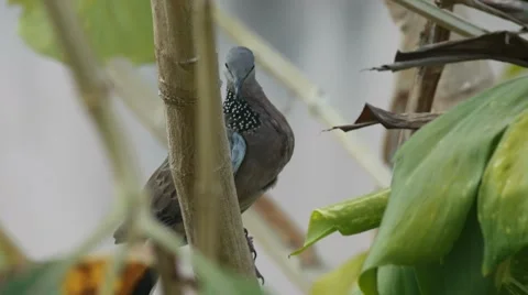 Spotted dove resting on the tree branch Stock Footage 62242685