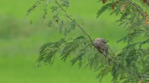 Spotted dove is resting on the tree Stock Footage 68375861