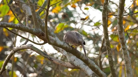 Spotted Dove Scratching on Branch Stock Footage 302650356