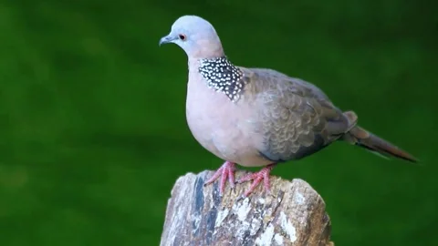 Spotted Dove (Spilopelia chinensis) Stock Footage 283649823