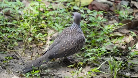 A spotted dove is standing on the ground Stock Footage 314522655