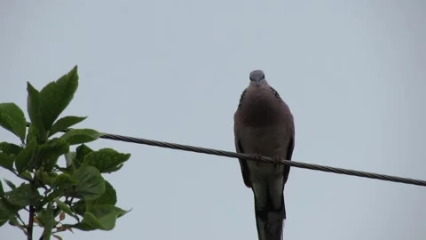 Spotted Dove Takeoff and Flight from Utility Wire 库存影片 338181963