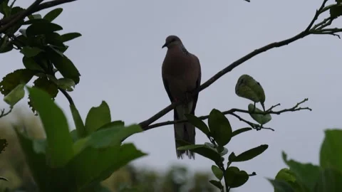 A Spotted Dove is on a tree Stock Footage 316240486