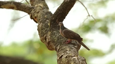 Spotted dove is turn around Stock Footage 48349116