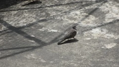 Spotted dove walking on ground Stock Footage 273494783