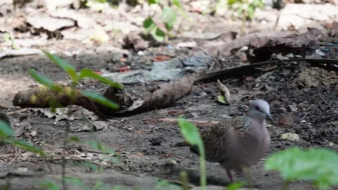 A spotted dove is walking on the ground Stock Footage 314574343