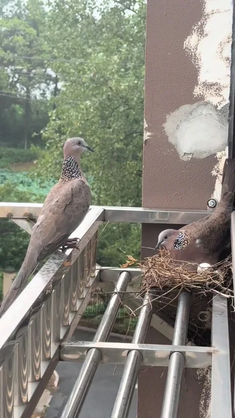 Spotted Doves Nesting on a Residential Balcony Video stock 344044931