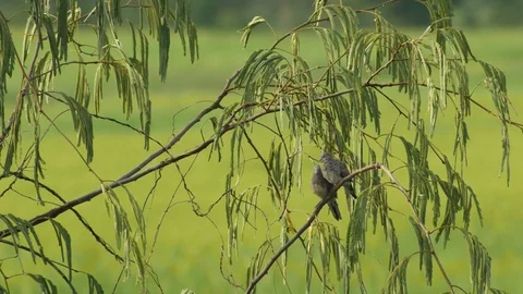 Spotted doves take care each other on the tree branch Stock Footage 76081284
