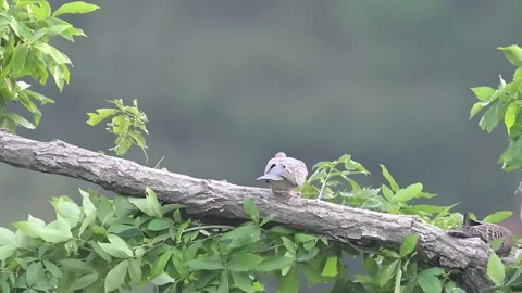 Spotted Doves on a Tree Branch with Motion Blur in a Chinese Forest Stock Footage 337912448