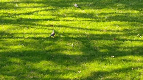 Spotted doves walking on green grass with shadow of tree branches in sunny day Stock Footage 246871636