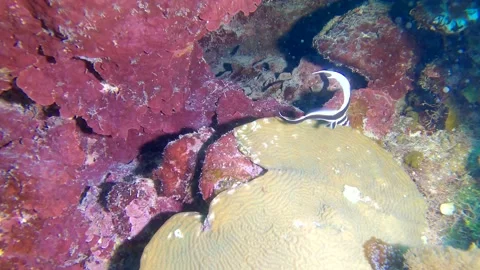 Spotted drum Video stock 163472772