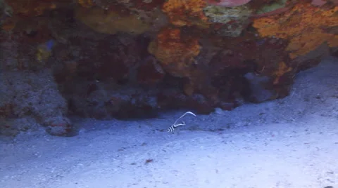 Spotted Drum (juvenile) 库存影片 1080320