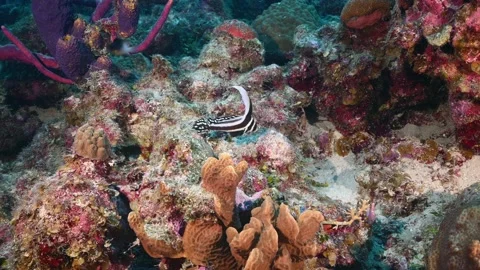 A spotted drum in the wild out on the reef Stock Footage 166171001