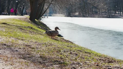 Spotted duck walks on young grass to a pond covered with a thin layer of ice 스톡 동영상 190846441