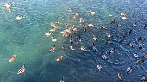 Spotted ducks feed on the river in spring. Timelapse. Stock Footage 236358592