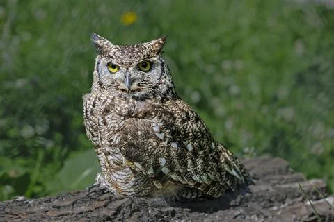 Spotted eagle owl Bubo africanus Stock Photos