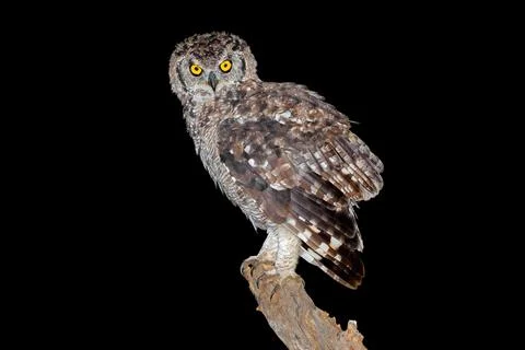 A spotted eagle-owl (Bubo africanus) perched on a branch during the night Stock Photos