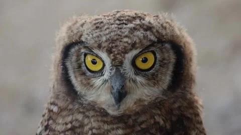 A Spotted eagle owl chick close up Stock Footage 332589311