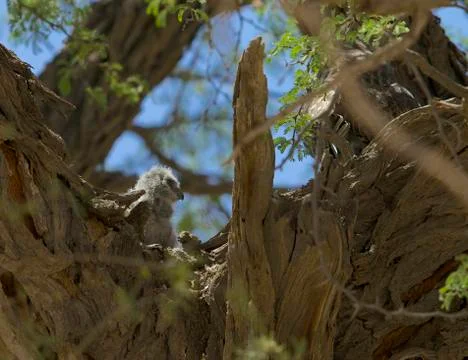 Spotted eagle-owl chick in a tree, Kalahari desert Stock Photos