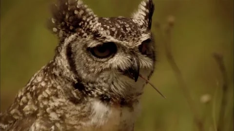 Spotted Eagle-Owl Eating Prey Close Up, Raptor Feeding Behavior, 4K Stock Footage 337055290