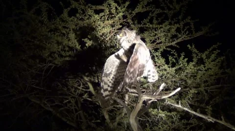 Spotted eagle owl Stock Footage 11469537