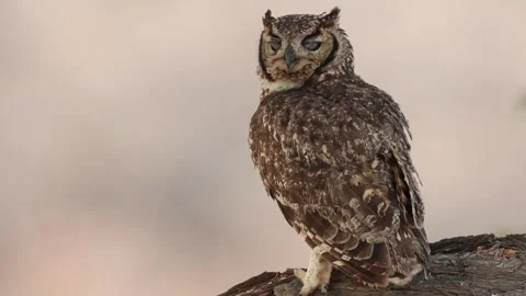 A spotted eagle-owl looking back over its shoulder, Kgalagadi. Stock Footage 328333441