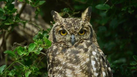 Spotted Eagle Owl - looking at camera, close shot Stock Footage 111392080