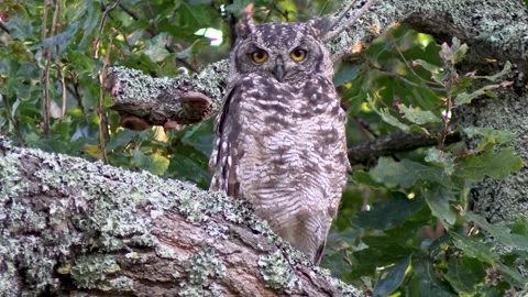 Spotted Eagle Owl Looking at Camera - CAM Stock Footage 336802530