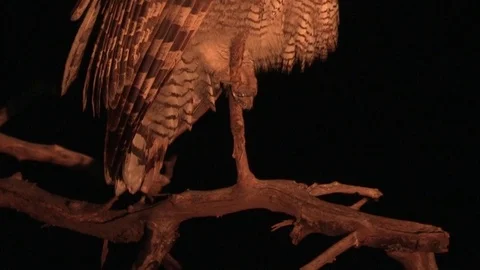 Spotted eagle owl at night in torch light Video stock 84744101