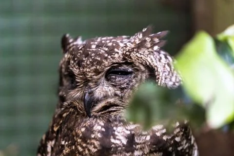 Spotted Eagle Owl with only one eye in bird rescue station Stock Photos