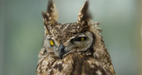 Spotted Eagle Owl or Great Horned Owl Blinking in Slow Motion Close-up Stock Footage 341547994