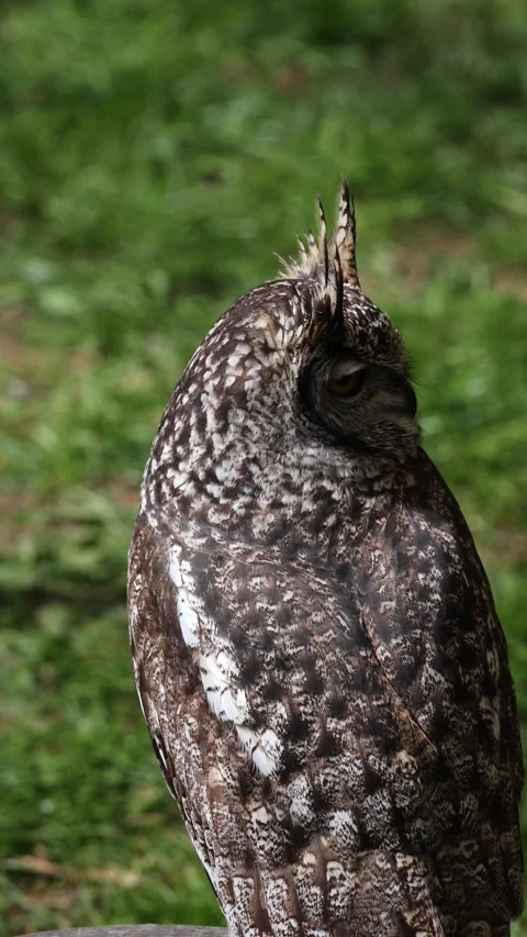 Spotted eagle owl perched with a brown and white mottled plumage and prominen Stock Footage 332992552