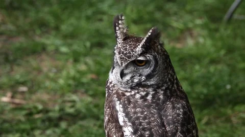 Spotted eagle owl perched with a green grass background Stock Footage 332597025