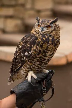 Spotted eagle owl perched on a hand Stock Photos