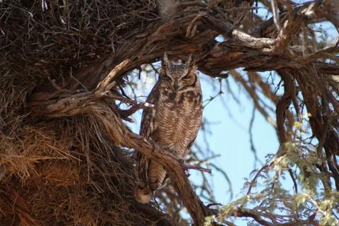 Spotted Eagle Owl Stock Photos