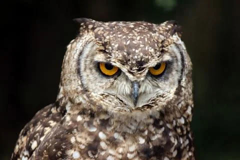 Spotted Eagle Owl Foto stock