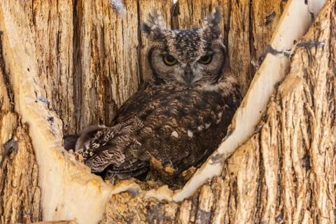 Spotted eagle owl Stock-Fotos
