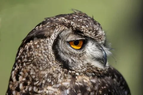 Spotted Eagle Owl Stock Photos