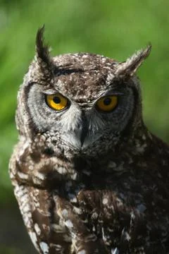 Spotted Eagle Owl Stock Photos