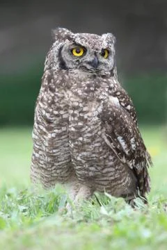 Spotted Eagle Owl Stock Photos
