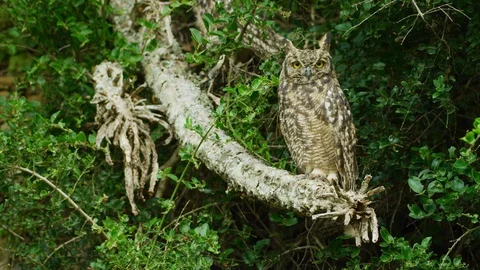 Spotted Eagle Owl - sitting on branch, medium shot Stock Footage 111392090