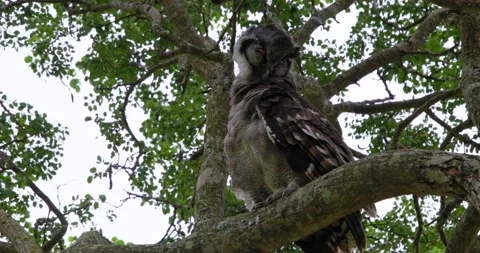 Spotted Eagle-Owl Sitting on Tree Branch Cleaning Feathers in Wild Habitat Stock Footage 340405245