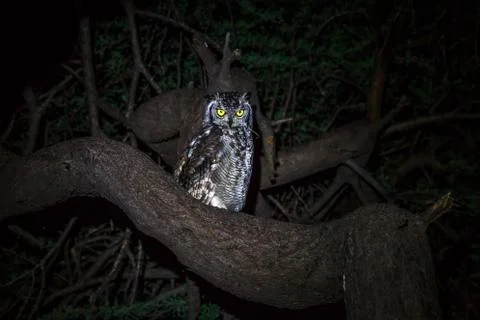 Spotted eagle-owl sitting in a tree. Stock Photos