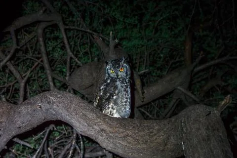 Spotted eagle-owl sitting in a tree. Stock Photos