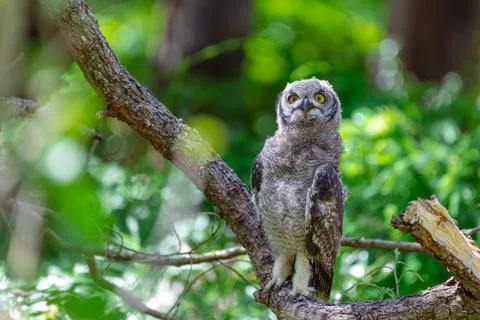 Spotted eagle owl sitting on a tree branch in Cape Town, South Africa Stock Photos