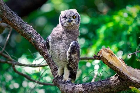 Spotted eagle owl sitting on a tree branch in Cape Town, South Africa Stock Photos