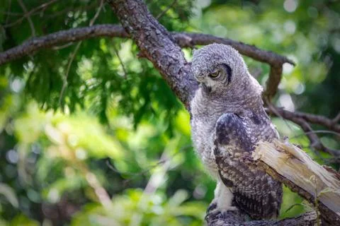 Spotted eagle owl sitting on a tree branch in Cape Town, South Africa Stock Photos