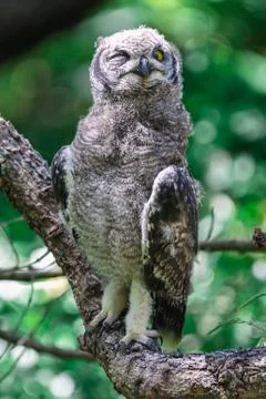 Spotted eagle owl sitting on a tree branch in Cape Town, South Africa Stock Photos