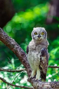 Spotted eagle owl sitting on a tree branch in Cape Town, South Africa Stock Photos